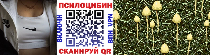 hydra зеркало  купить   мориарти телеграм  Псилоцибиновые грибы Psilocybine cubensis  Плавск 